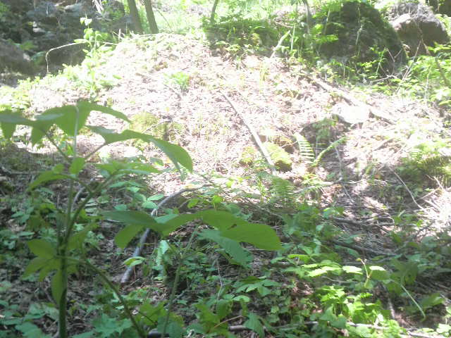 2010060612400000.jpg